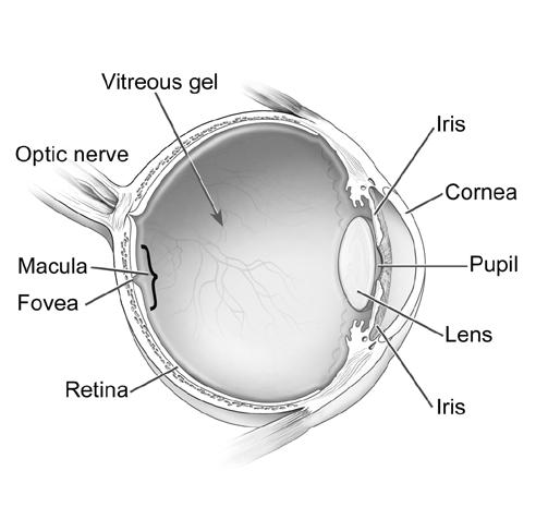 Diagram of the eye